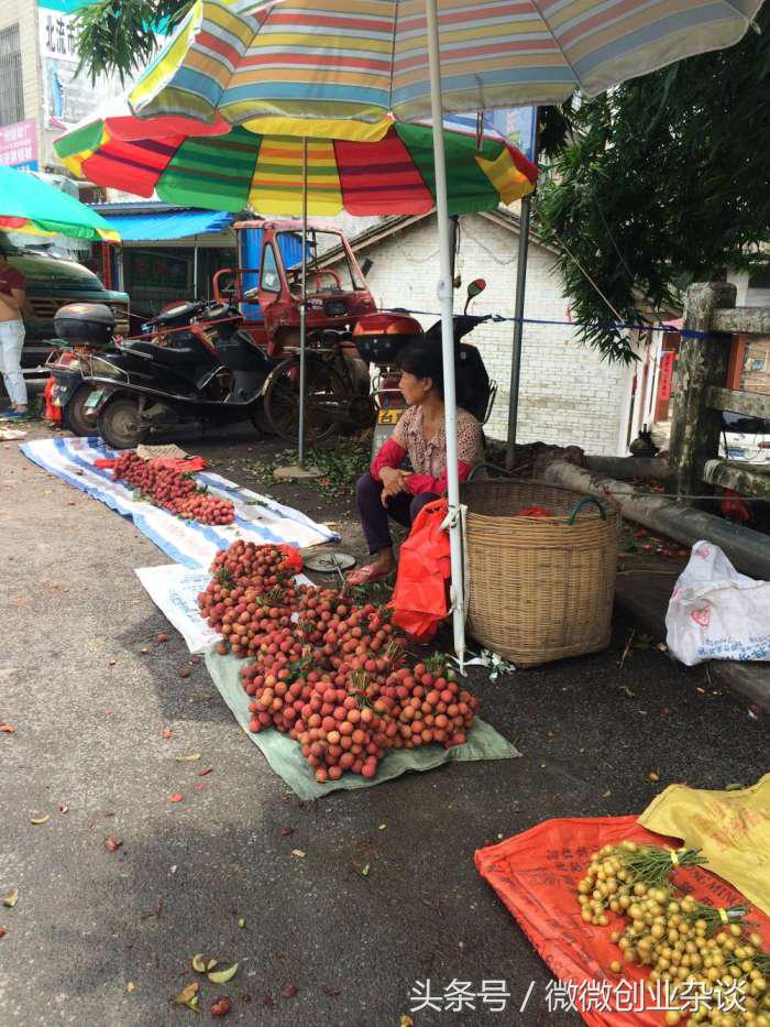 荔枝丰收季节硕果累累挂满枝头,红彤彤的荔枝