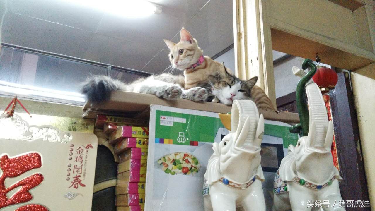 谁说天上不能掉馅饼，坐在家里也能被空降的喵星人砸中，命中注定就是铲屎官