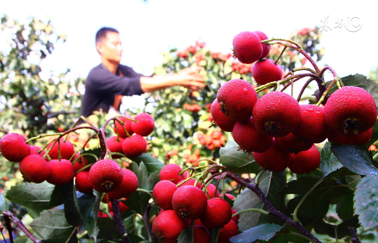 孕妇整个孕期都可以吃的水果,孕妇怀孕的时候可以吃什么水果