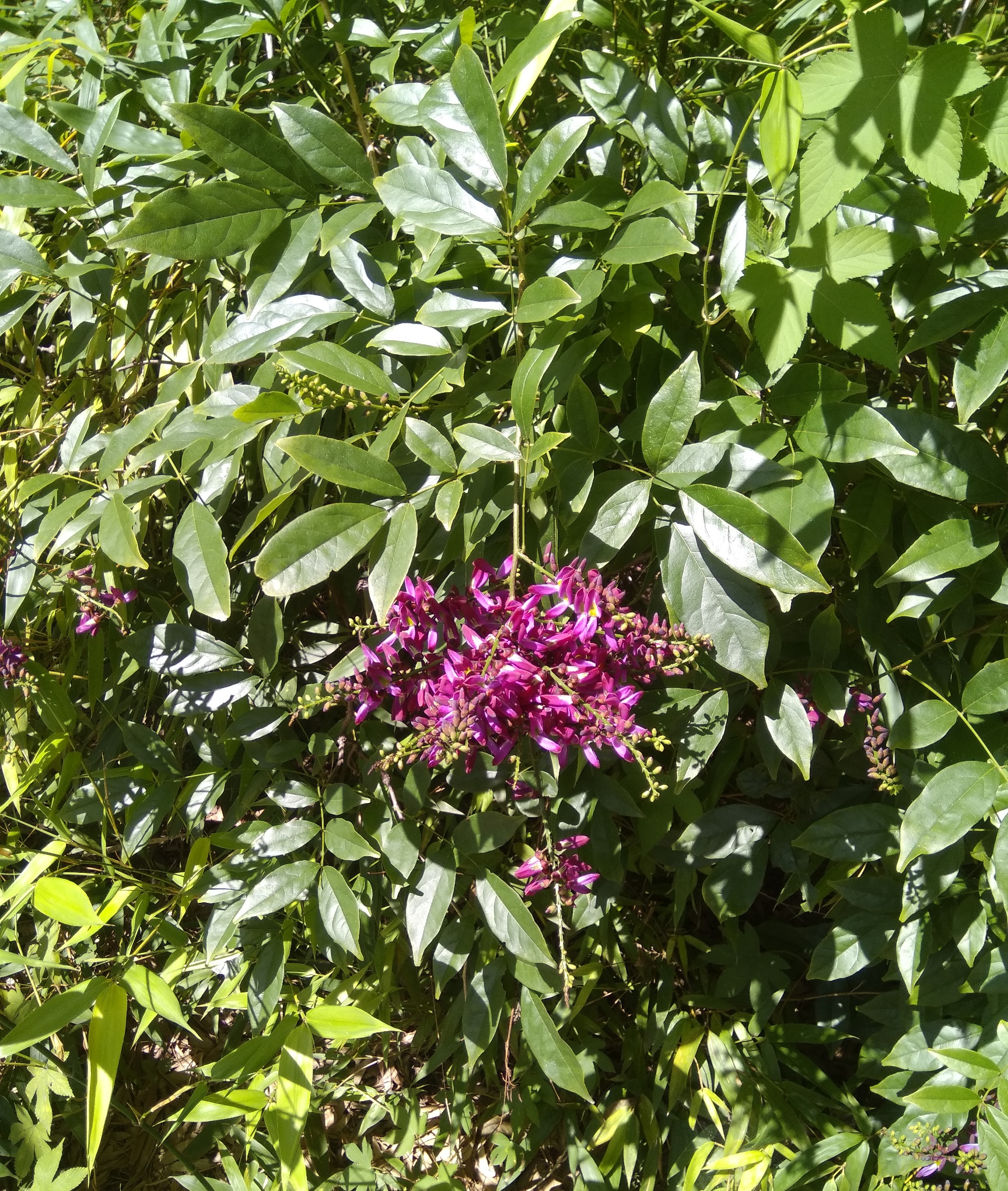 网脉崖豆藤能耐寒多少,网脉崖豆藤