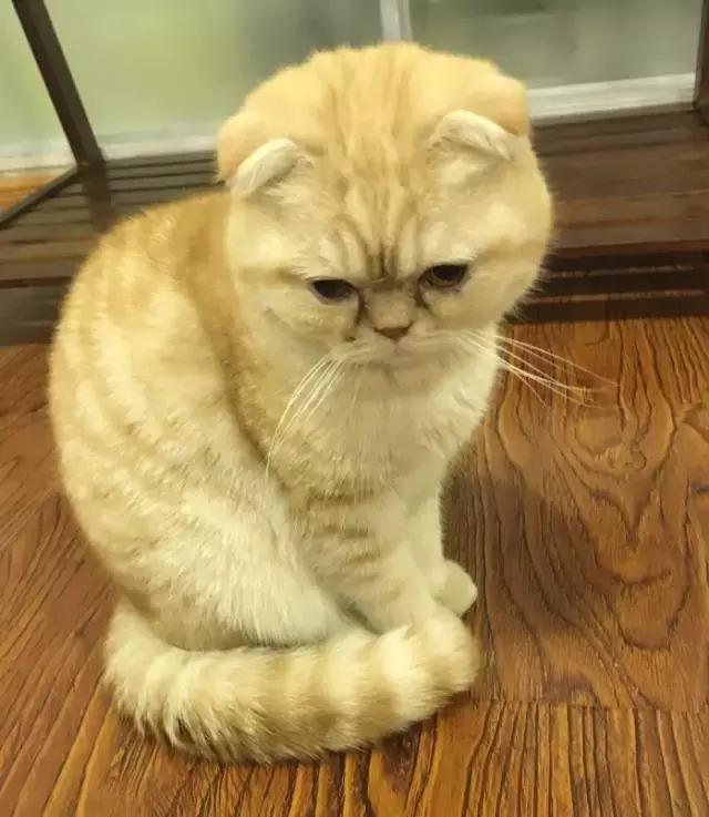 萌出血!九江这几家的撸猫店喊你来撸猫啦!美食与猫兼得!