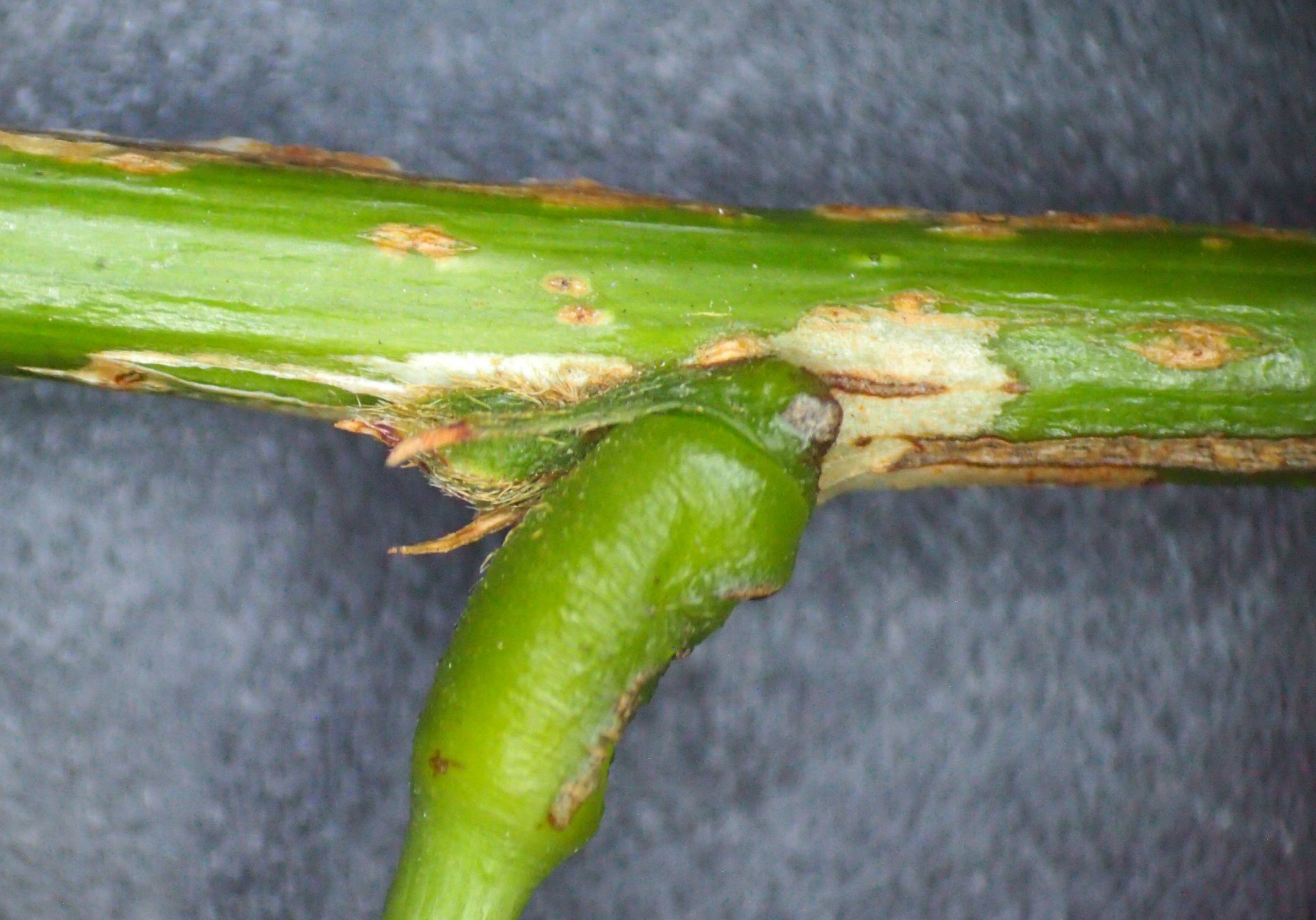 网脉崖豆藤能耐寒多少,网脉崖豆藤