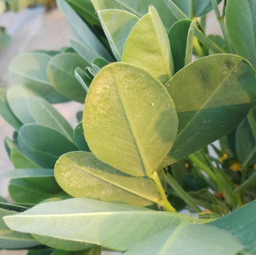 花生被红蜘蛛危害怎样补救,旱田春小麦红蜘蛛的防治