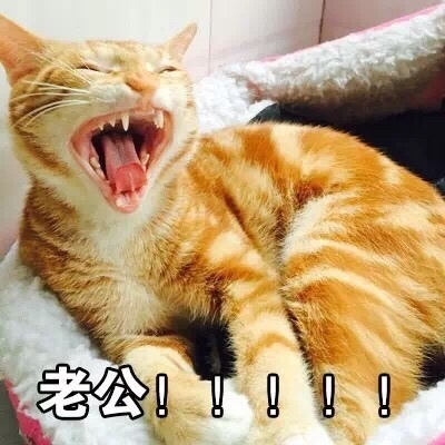 表情包：喊老公专用表情包，微信QQ聊天专用，给女生的福利哦