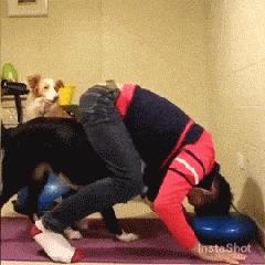 边牧是不是最聪明的狗,与边牧一样聪明的土狗