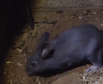 兔妈妈把兔宝宝埋起来,兔妈妈把兔子挖出来了