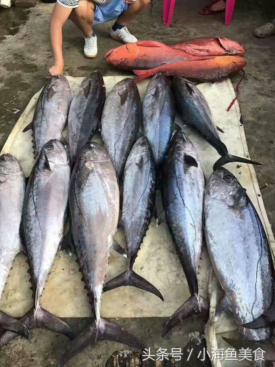 海南人农村小沟野钓,海南招募新村民