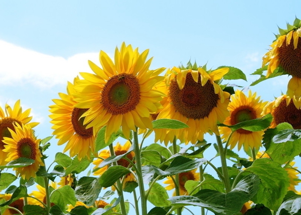 每日花语陈春花,每日花语全集