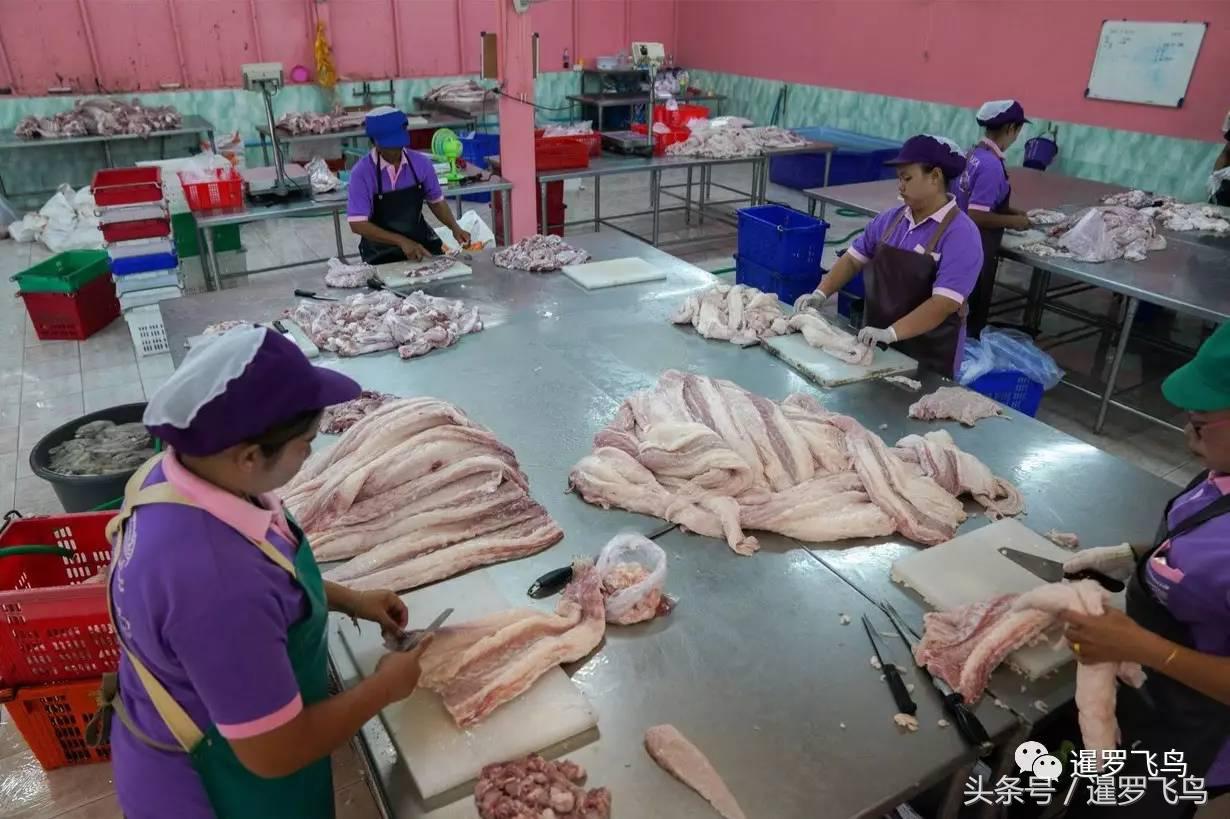 泰国养殖的鳄鱼,鳄鱼养殖基地吃鸡头