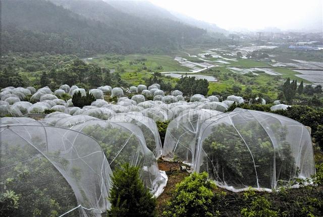 杨梅单株避雨棚,杨梅简易避雨栽培技术