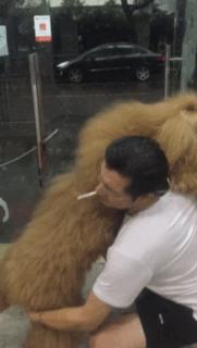 巨型泰迪不仅很拉风还是个小土豪，网友表示：投胎真是个技术活，突然觉得人不如汪