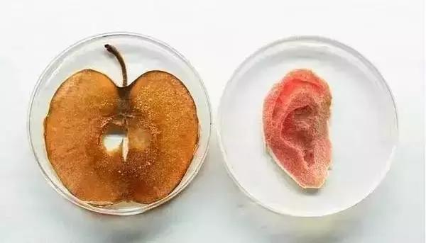 这位生物黑客教授竟然从苹果中培育出耳朵，功能与常人无异