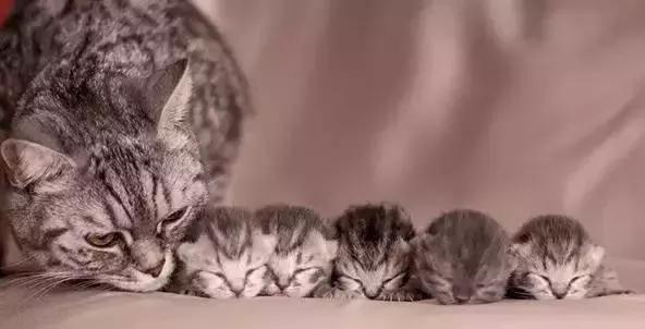 猫咪产后护理,猫咪怀孕生产及产后护理图片