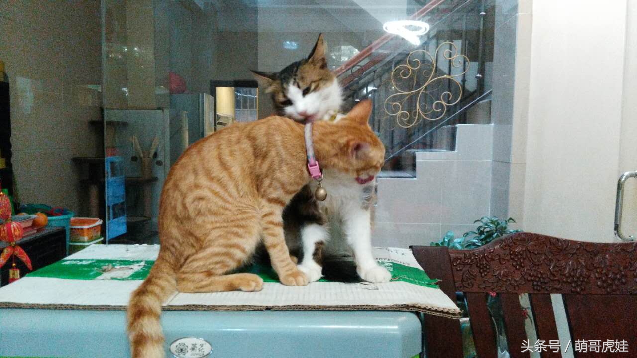 谁说天上不能掉馅饼，坐在家里也能被空降的喵星人砸中，命中注定就是铲屎官