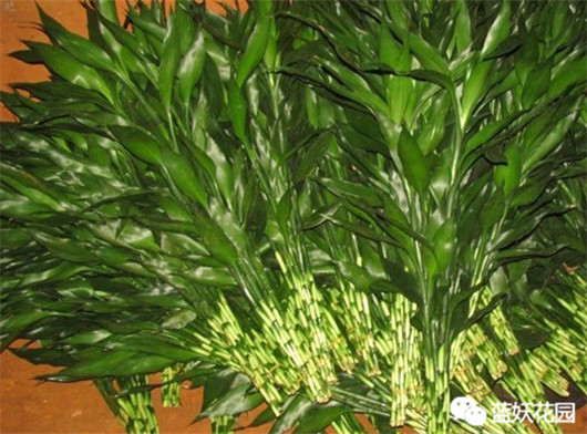 富贵竹叶子发黄怎么办水养盆栽,富贵竹叶子发黄怎么办妙招