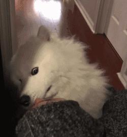 萨摩耶跟二哈哪个好养,二哈和萨摩耶哪个好养