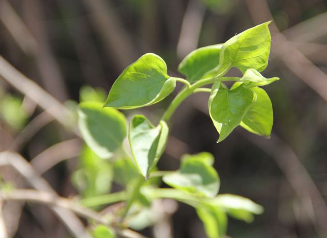 消灭幽门螺旋杆菌，一种植物竟比抗生素管用