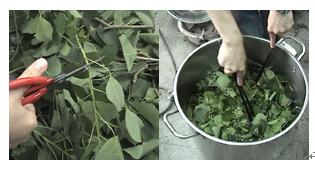 乌桕咋染色,植物染diy