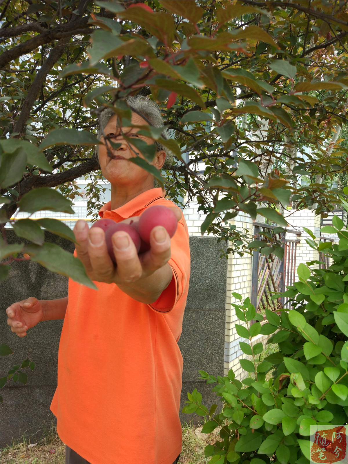 路边长的野生红果果能吃吗,农村老爷爷采摘花生