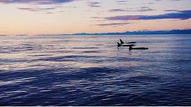 这个暑假来加拿大，有什么freestyle的新玩法？