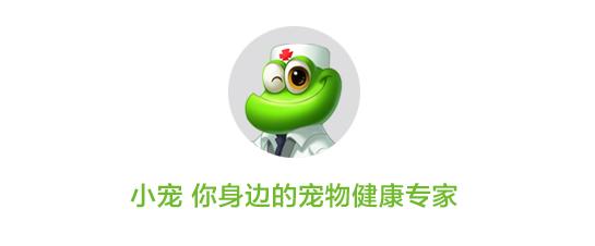 狗狗早晨起来吐黄水是怎么回事,狗狗不吃东西吐黄水是怎么回事