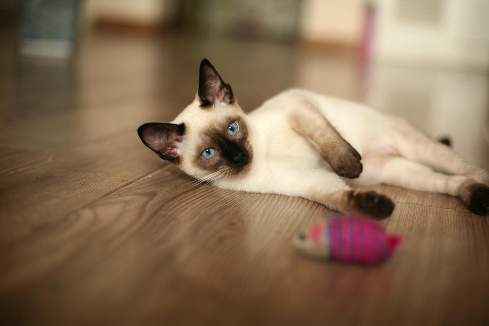 猫奴必备7个养猫绝技,猫奴必备的7个养猫技巧