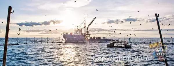 金枪鱼一般吃什么,金枪鱼要怎么吃才好吃