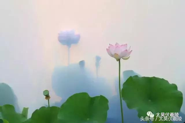 淮阳万亩荷花华丽盛放，让摄影师告诉您，荷花到底有多美！