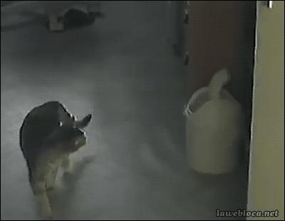 喵星人个个都是小戏精,喵星人是个让人匪夷所思的生物