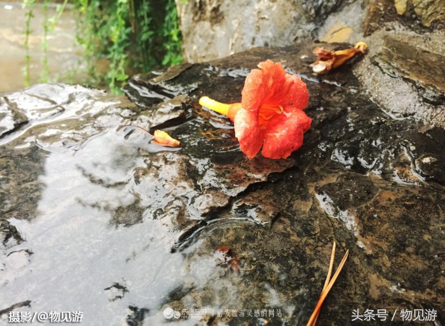 清水凌霄映芙蓉北京日坛公园雨中景｜一绮花见游（原创城市微旅行文章）