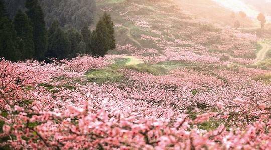 成都住宅使用说明书,成都市住宅使用说明书