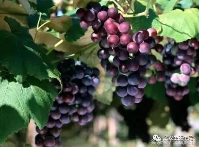 黄陂丰泽湖的夏黑葡萄熟了这里有最全采摘攻略