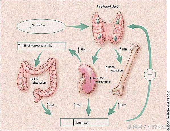 肾脏疾病引起甲旁亢,肾友会有奖知识问答
