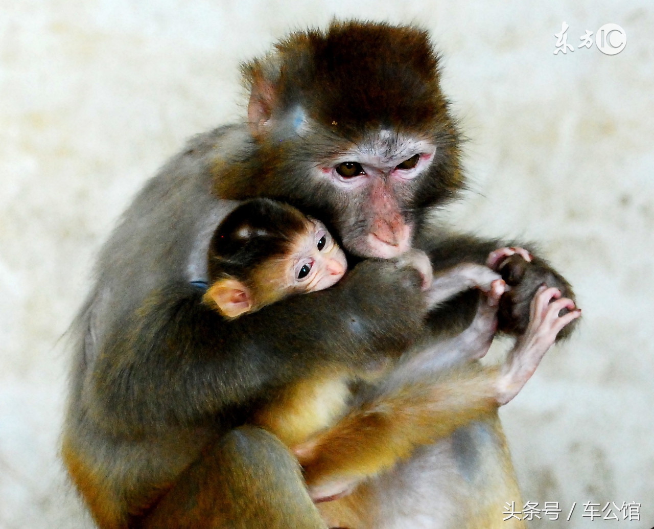 属猴人的性格运势,属猴人的性格优点和缺点