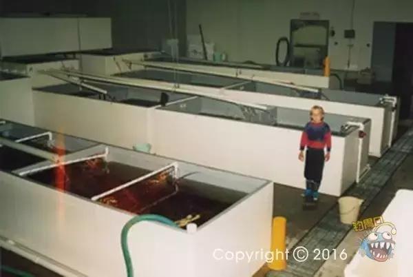 金枪鱼一般吃什么,金枪鱼要怎么吃才好吃