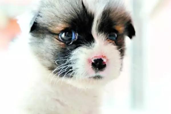 中华田园犬vs日本柴犬,日本柴犬和中华田园犬的区别