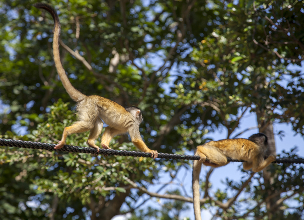 日本除了爱泡澡的温泉猴，还有这群爱翻女生包包的“扒手猴”
