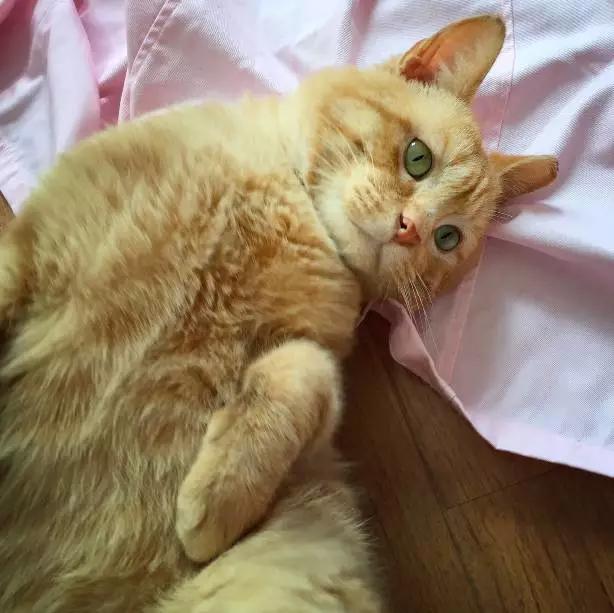 2022上海宠物领养中心官网,上海宠物领养日申请领养概率