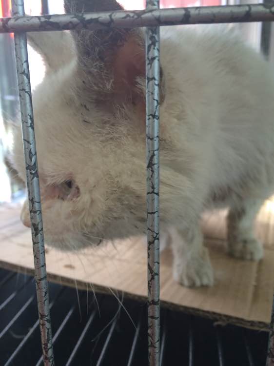 垃圾桶旁边的小猫，我走进了冲着我叫却叫不出声音，只能嘴巴动！