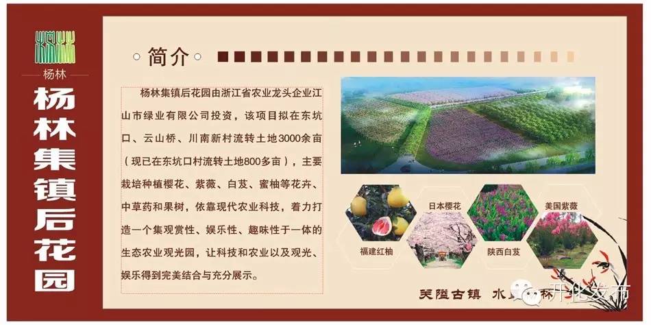 杨林的近况,杨林现在怎么样