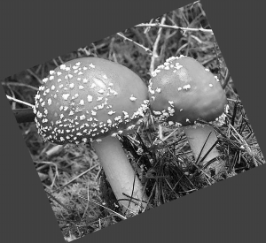 如何预防毒蘑菇中毒,毒蘑菇中毒怎么处理