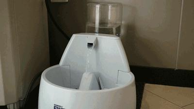 盘点十大网红萌宠,盘点全网6只网红萌宠