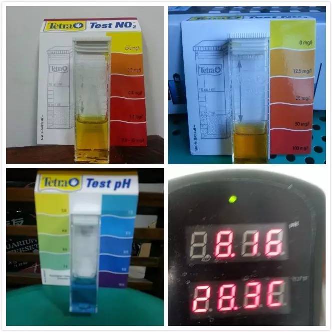 2米龙魟虎缸，23天开缸全记录