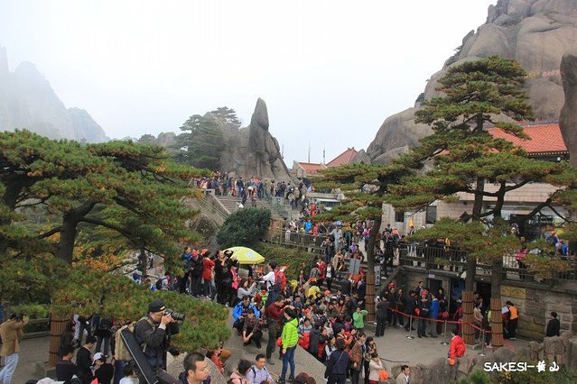 金毛萨克斯,金毛挑战全部视频