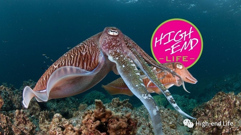 老炮旅行记北京,小白去泰国潜水攻略