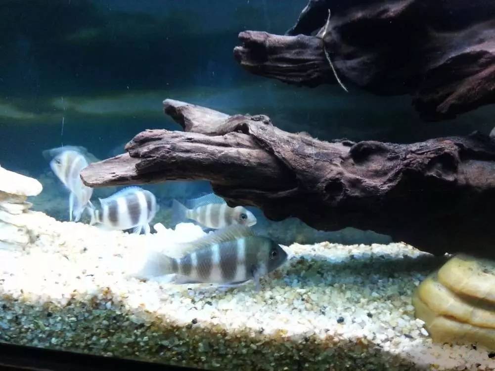 2米龙魟虎缸，23天开缸全记录