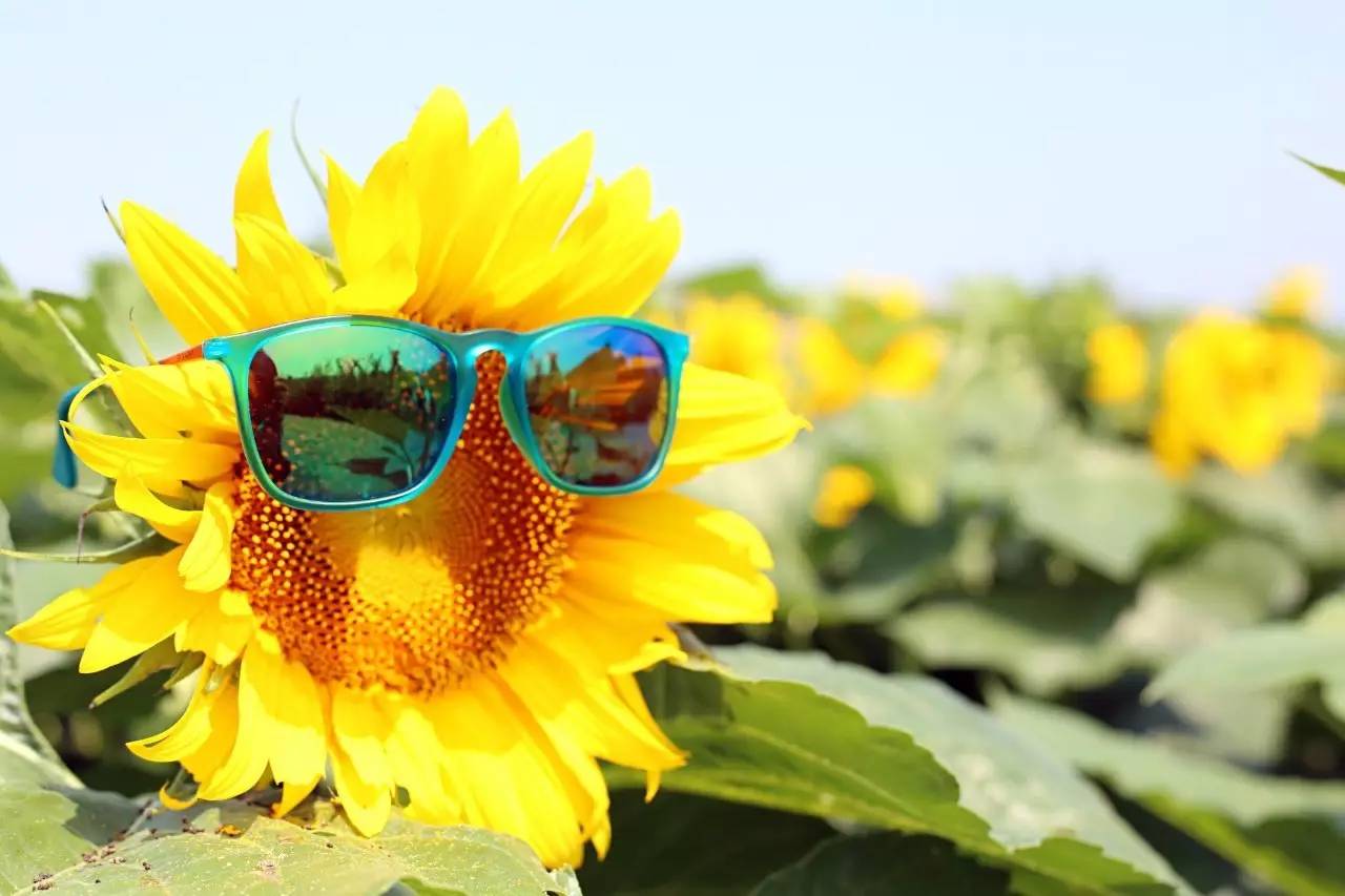 实拍鲅鱼圈“金色海洋”！和你的Ta来场“沉默”的邂逅……