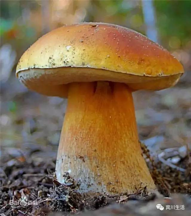 请不要对着手机流口水\^O^/宾川鸡足山正疯长的野生菌