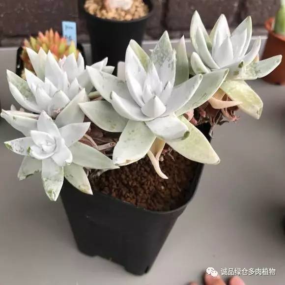 日本特价展会,日本多肉植物博览会