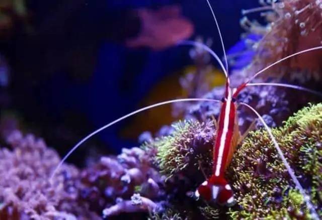 炮弹鱼追人咬,炮弹鱼钓石斑